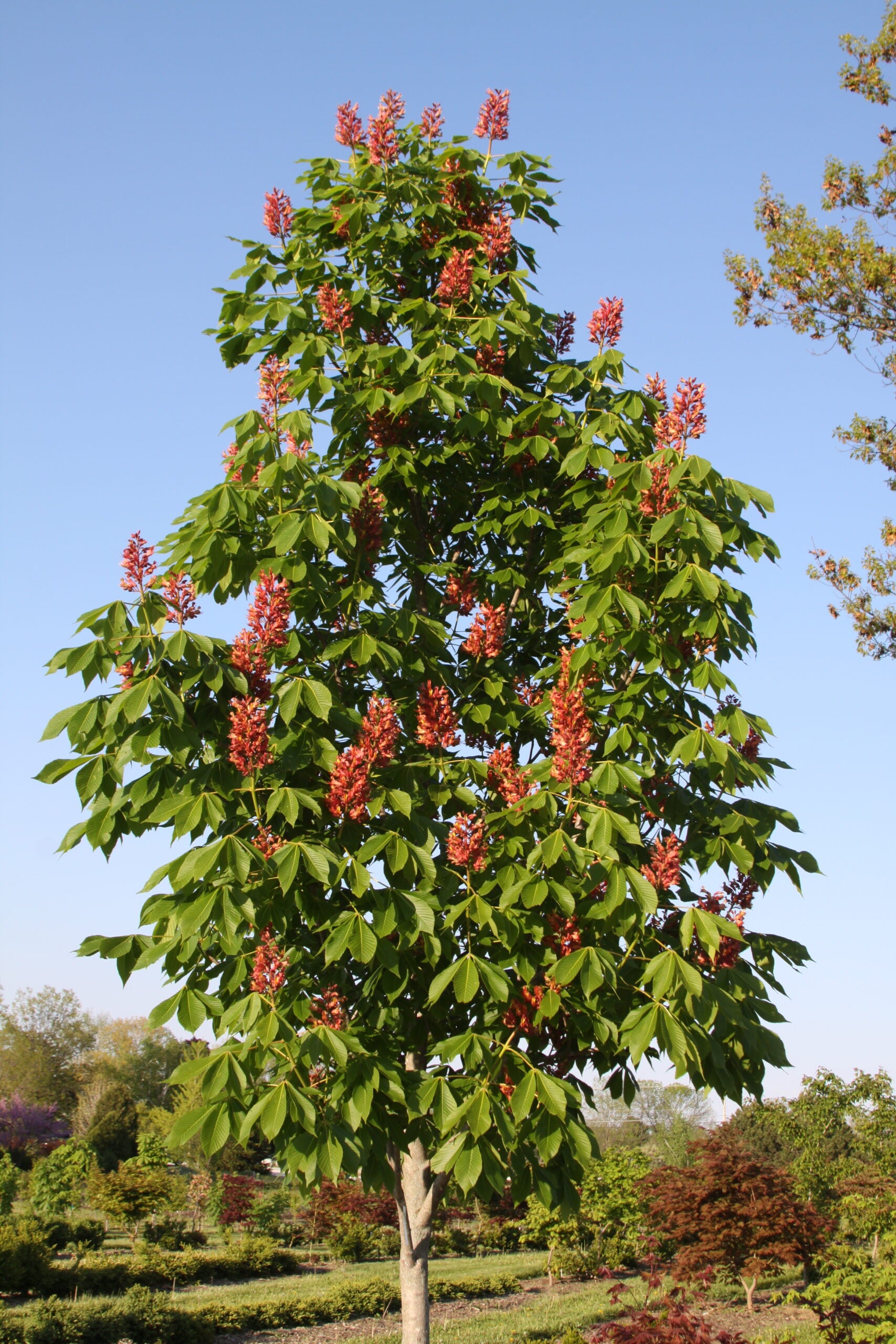 Buckeye, Mystic Ruby