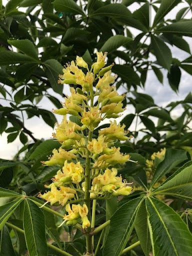 Buckeye, Early Glow