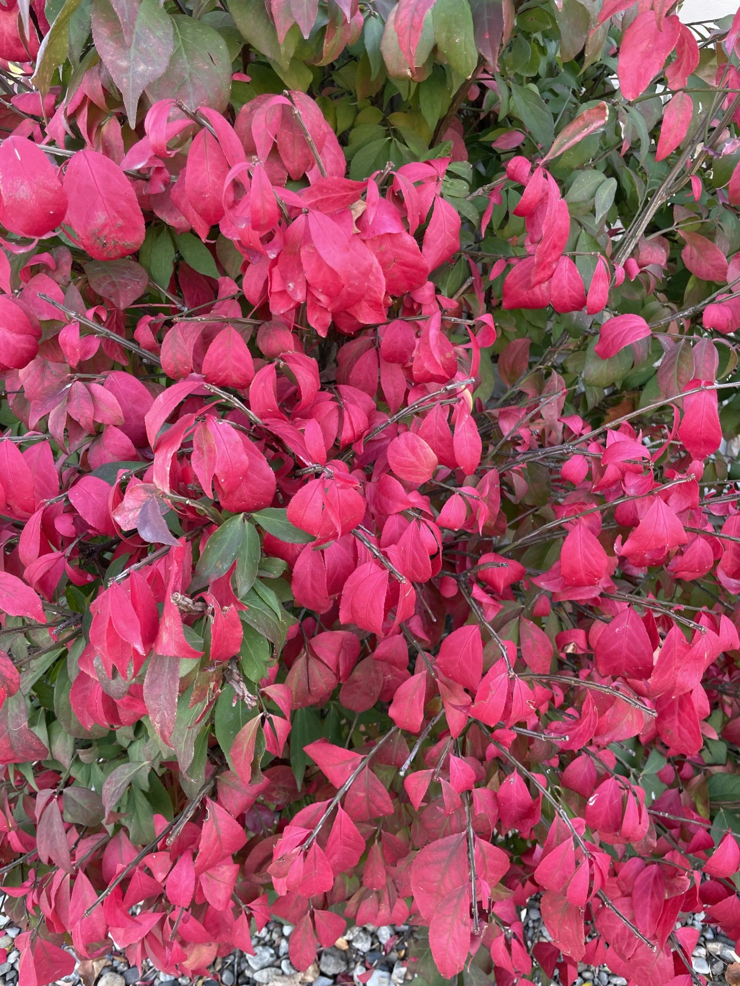 Burning Bush, Little Moses
