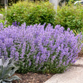Catmint, Cat's Meow #1