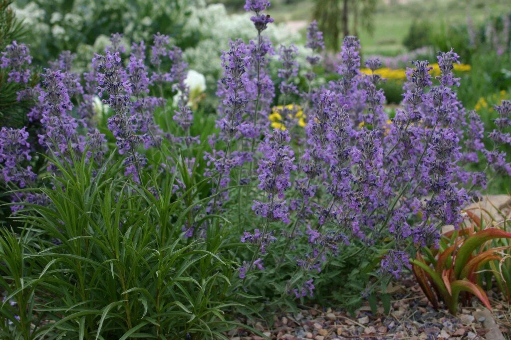 Catmint, Little Trudy #1