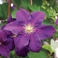 Clematis, Jackmanii #1