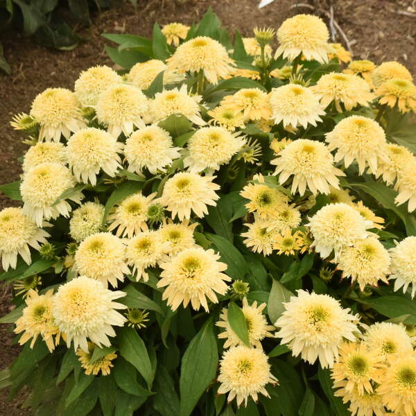 Coneflower, Butter Pecan #1