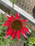 Coneflower, Sombrero Salsa Red #1