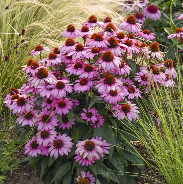 Coneflower, The Fuchsia is Bright