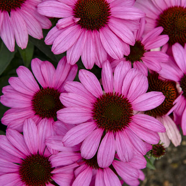 Coneflower, The Fuchsia is Bright