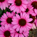Coneflower, The Fuchsia is Bright