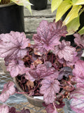 Coral Bells, Electric Plum #1