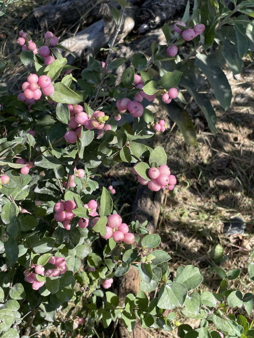 Coralberry, Candy #3