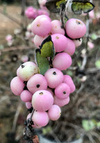 Coralberry, Candy #3