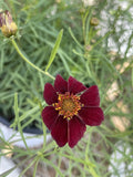 Coreopsis, Scarlet Ribbons #1