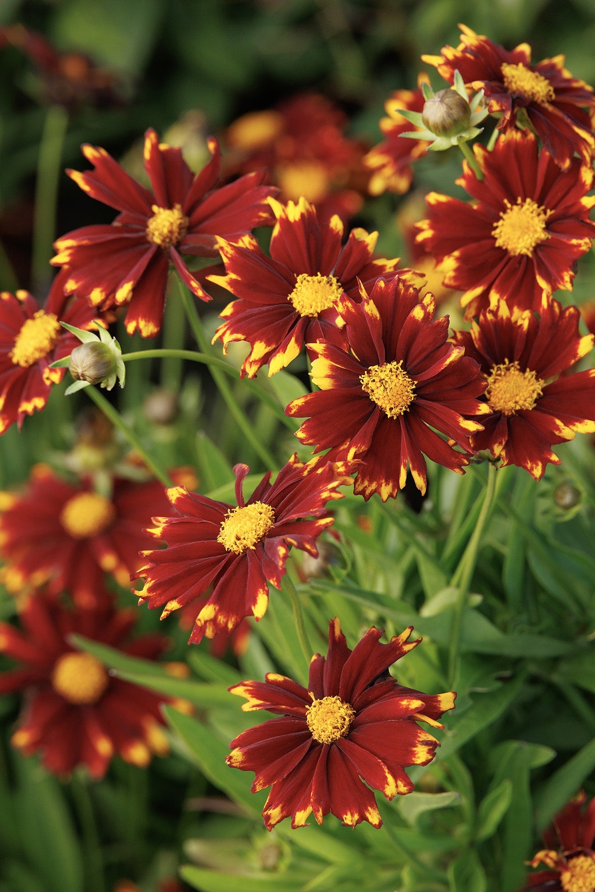 Coreopsis, Uptick Red