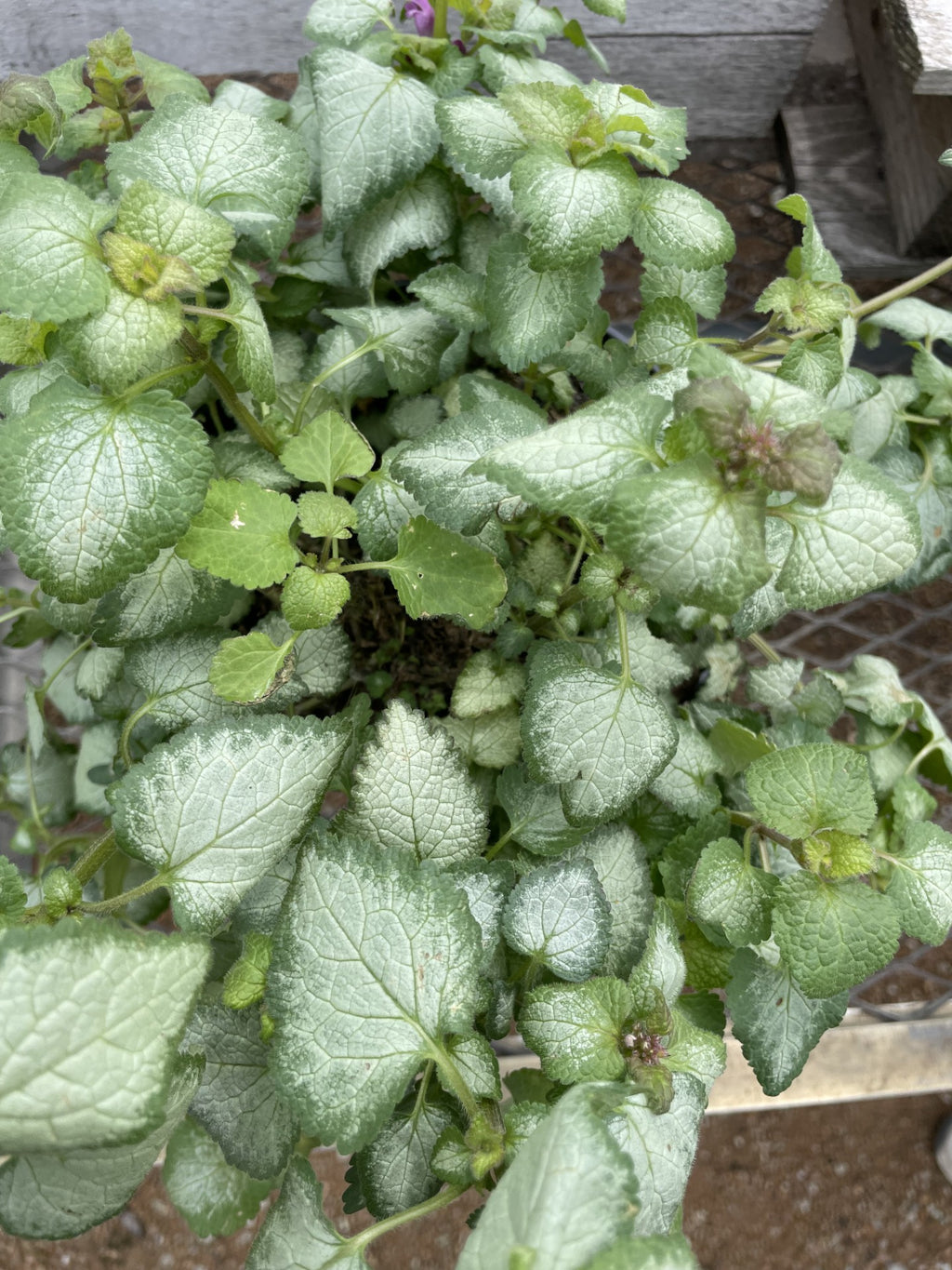 Dead Nettle, Purple Dragon #1