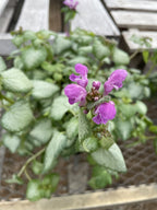 Dead Nettle, Purple Dragon #1