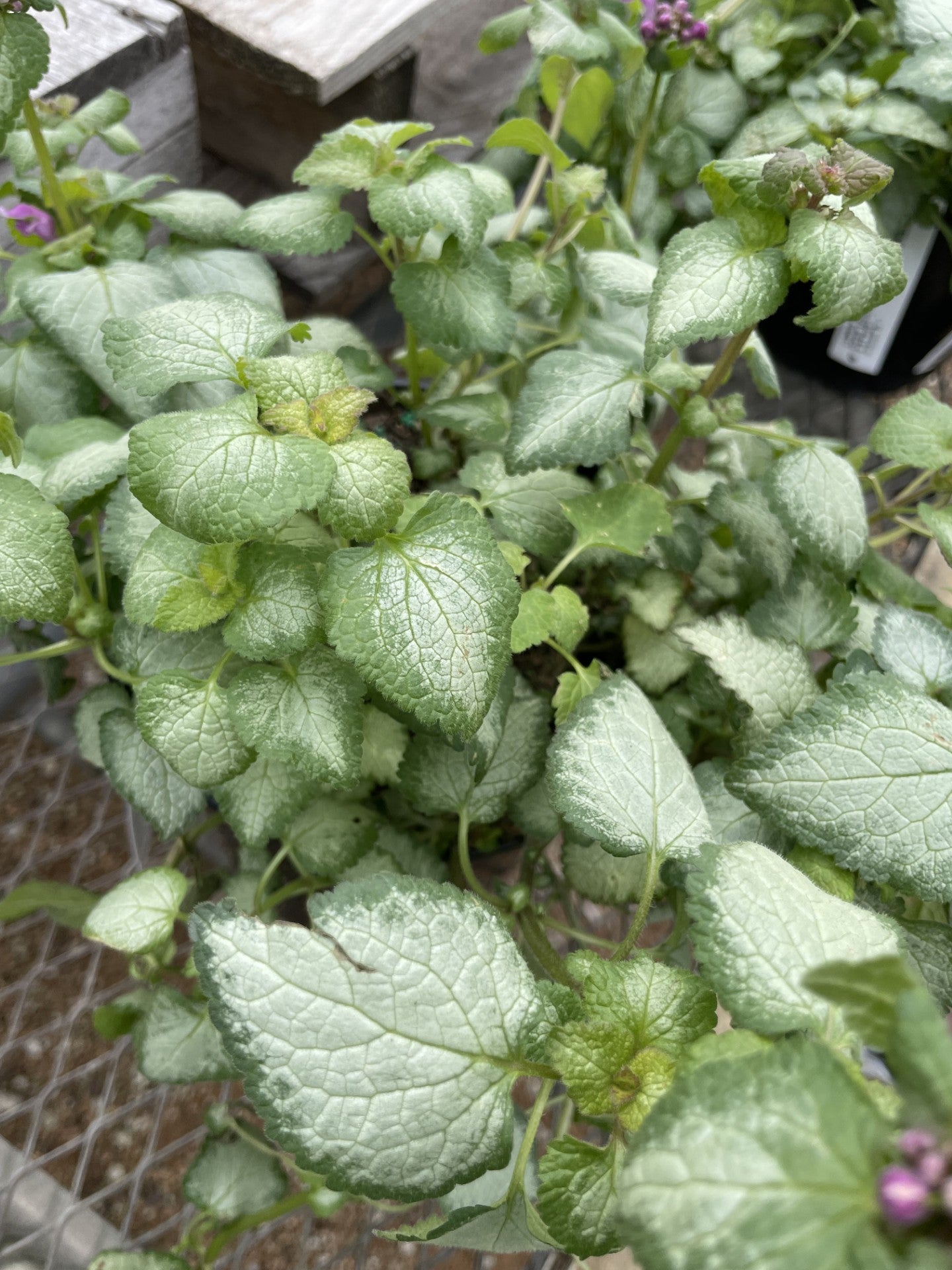 Dead Nettle, Purple Dragon #1