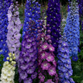 Delphinium, New Zealand Stars #1