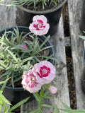 Dianthus, Kiss and Tell