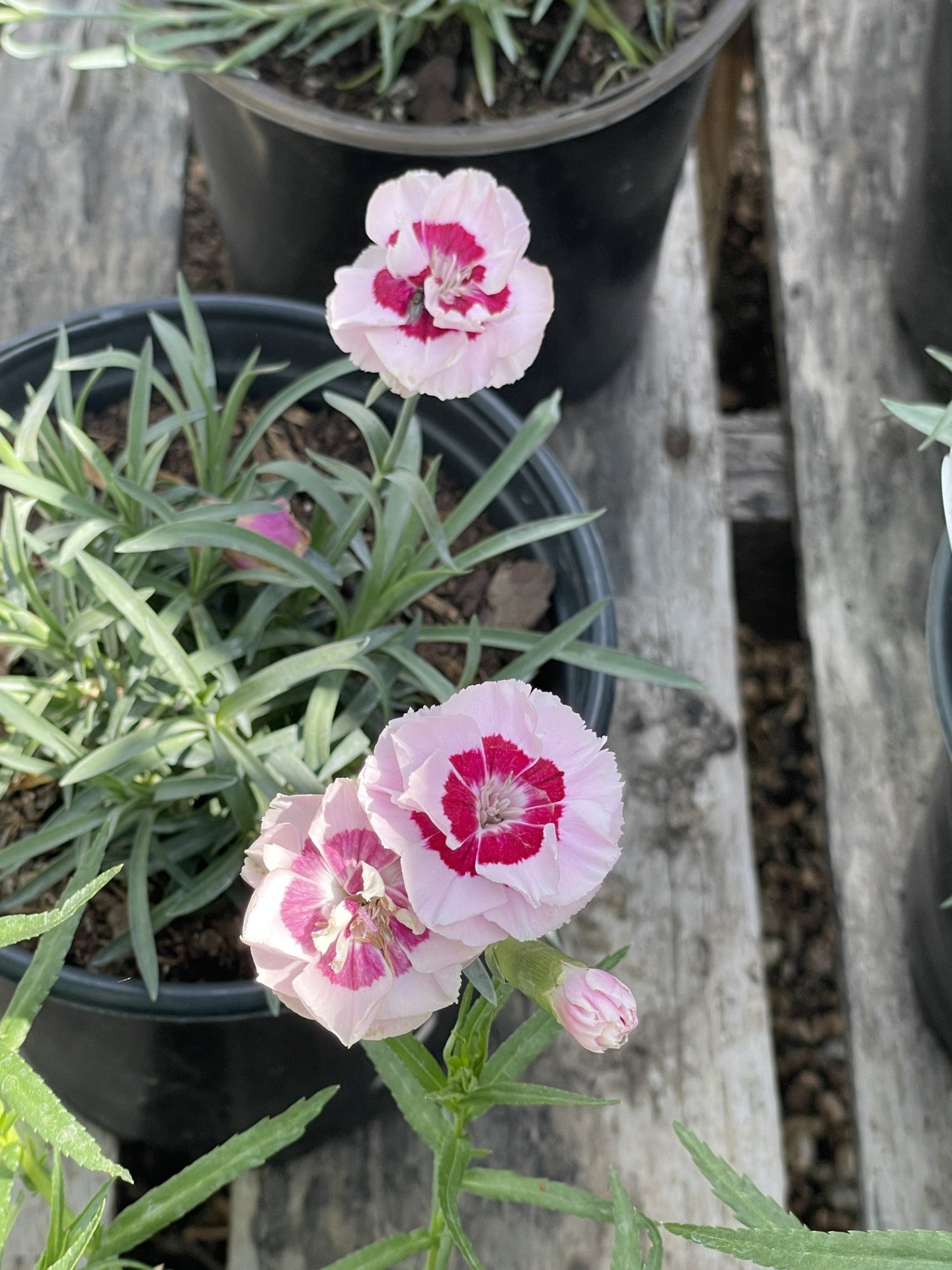 Dianthus, Kiss and Tell