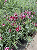 Dianthus, Ruby Edge #1
