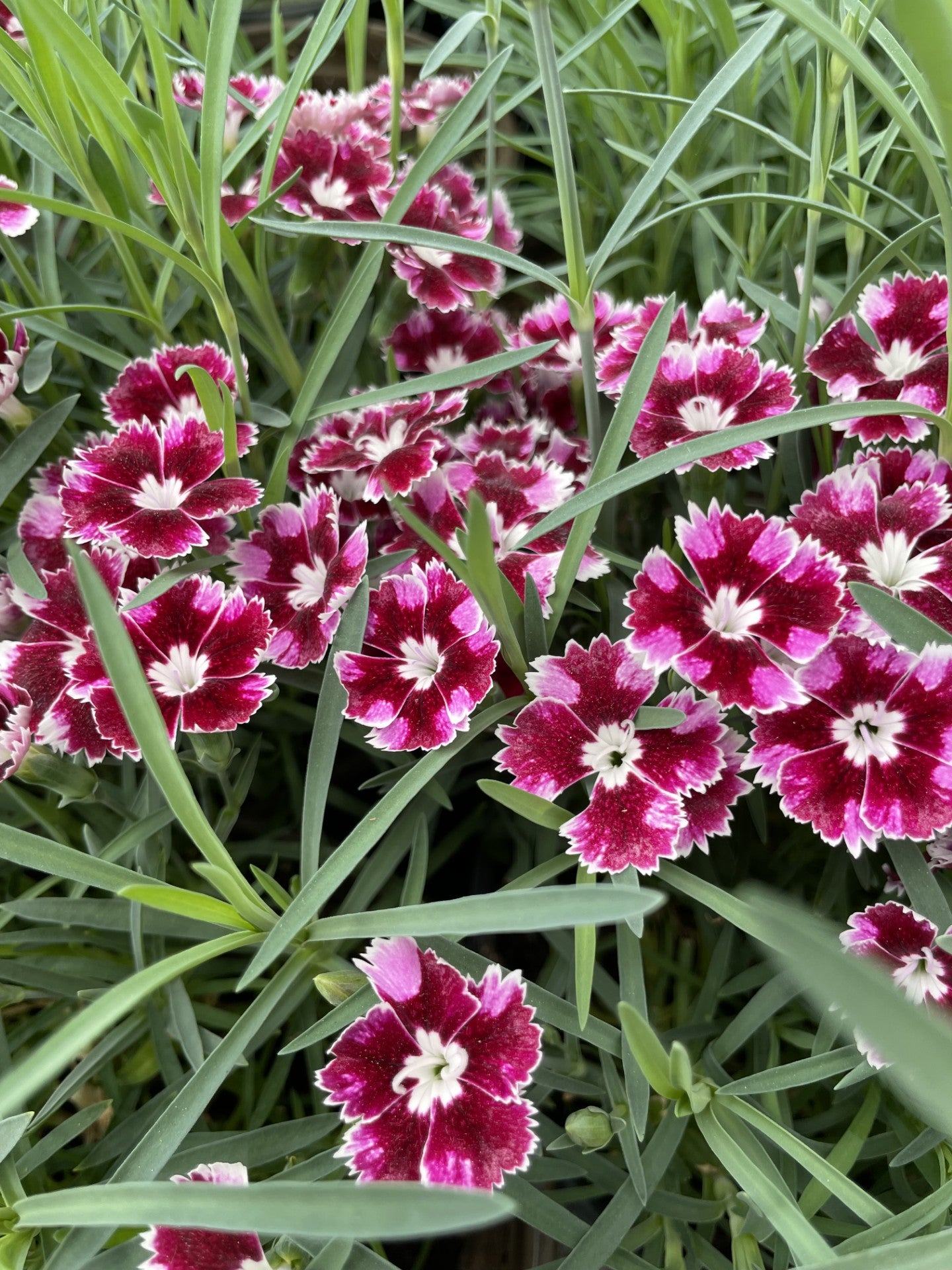 Dianthus, Ruby Edge #1