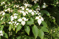 Dogwood, Kousa #10