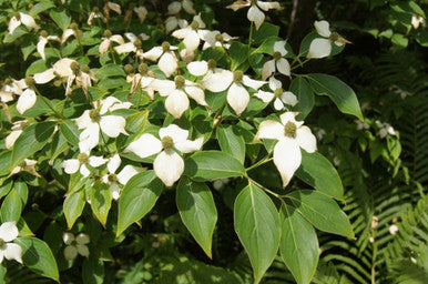 Dogwood, Kousa #10
