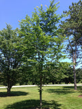 Elm, Prospector