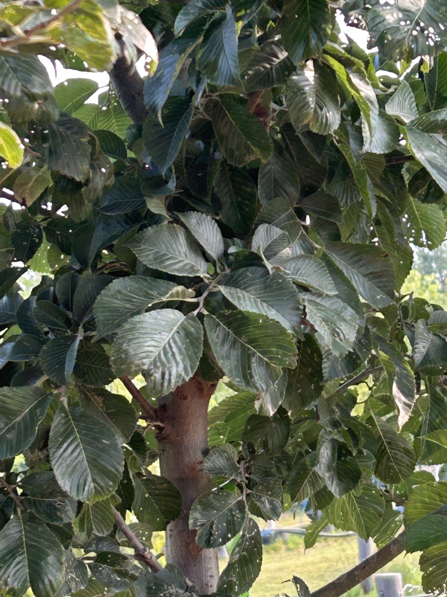 Elm, Princeton