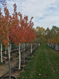 Maple, Sugar, Fall Fiesta #10