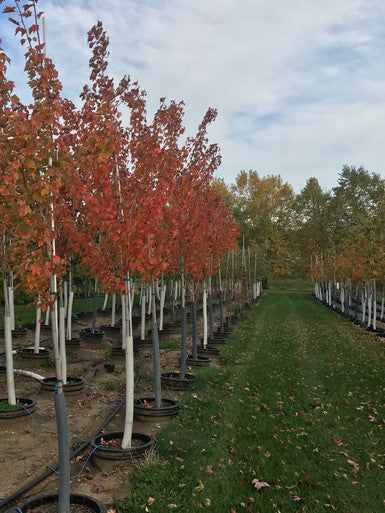 Maple, Sugar, Fall Fiesta #10
