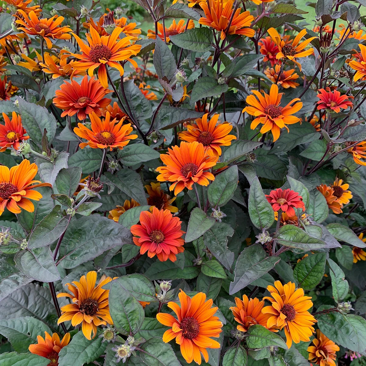 False Sunflower, Bleeding Hearts