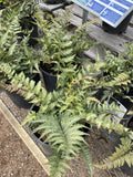 Fern, Pictum #1