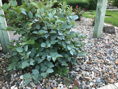 Fothergilla, Blue Shadow #3