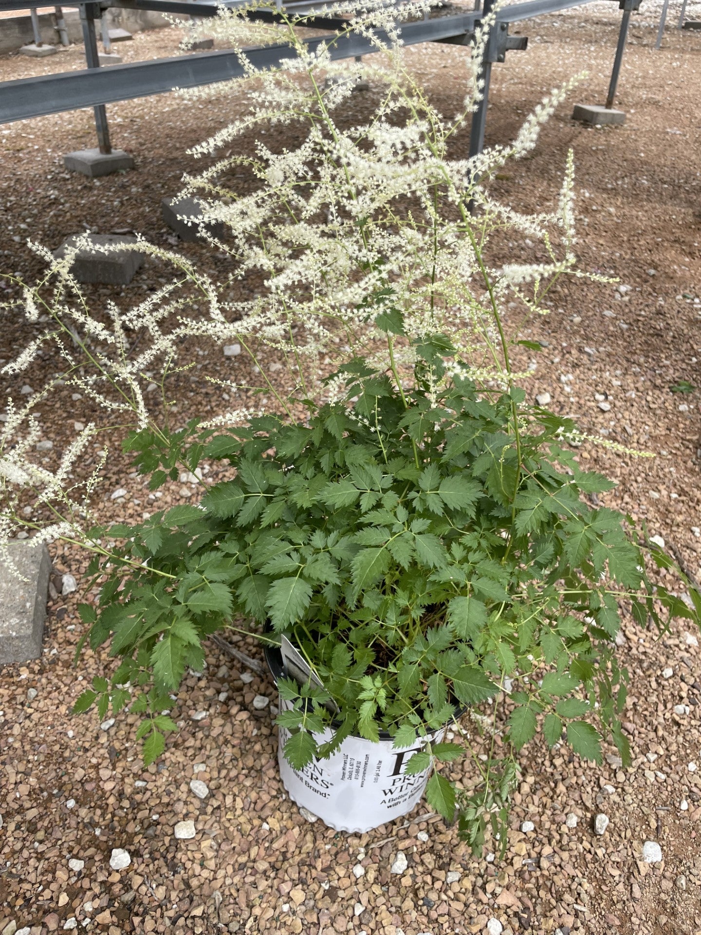 Goat's Beard, Chantilly Lace