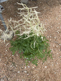 Goat's Beard, Chantilly Lace