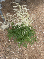 Goat's Beard, Chantilly Lace