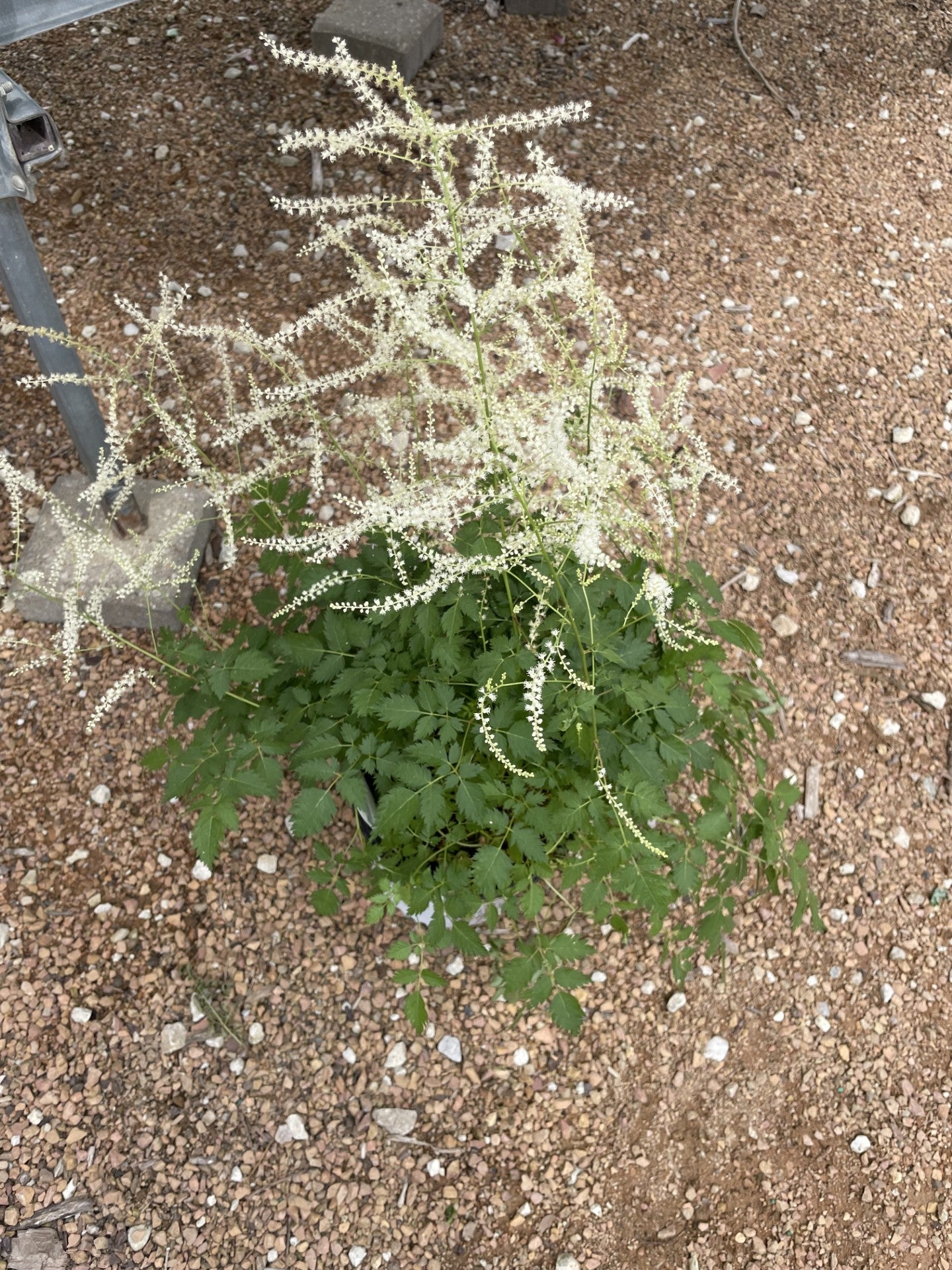 Goat's Beard, Chantilly Lace