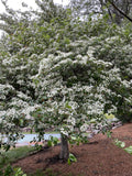Hawthorn, Thornless Cockspur, Crusader