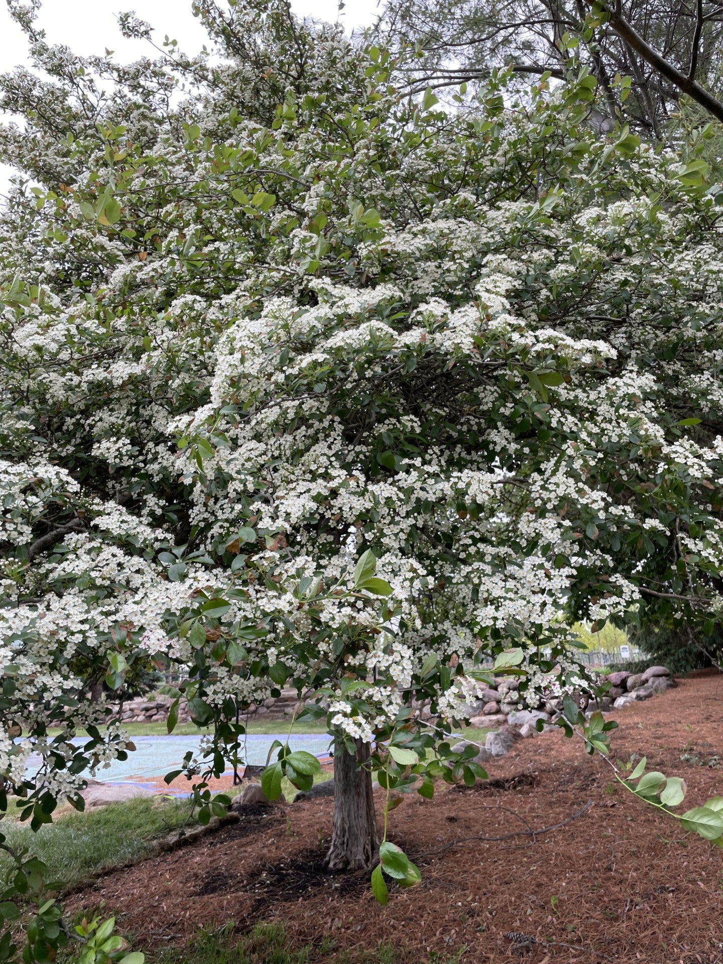 Hawthorn, Thornless Cockspur, Crusader