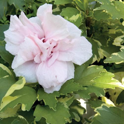 Hibiscus, Sugar Tips