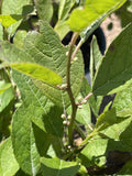 Winterberry, Jim Dandy