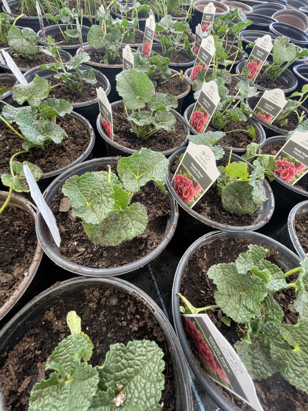 Hollyhock, Fiesta Time #1