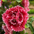 Hollyhock, Fiesta Time #1