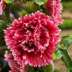 Hollyhock, Fiesta Time #1