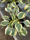 Hosta, Autumn Frost #1