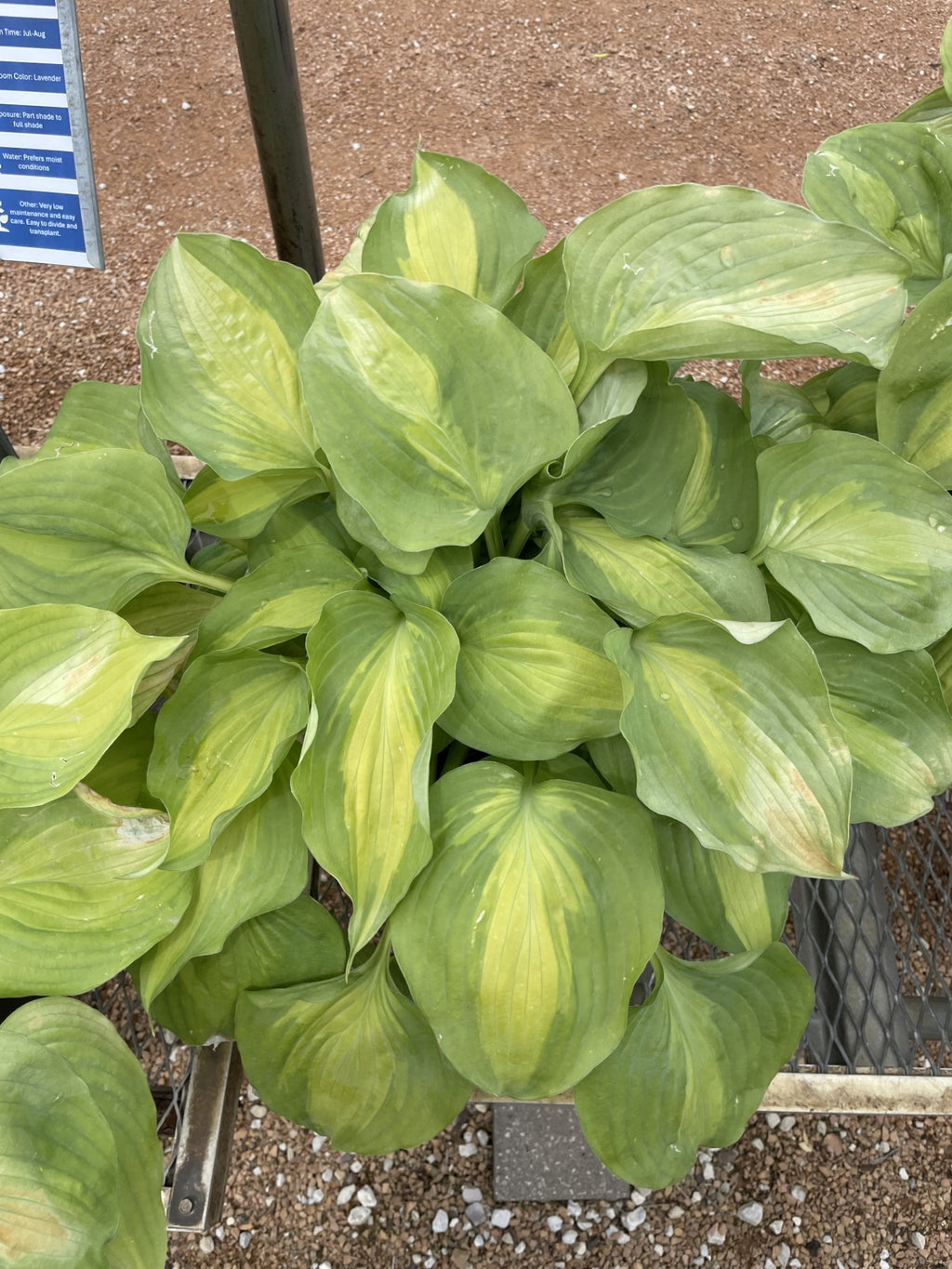 Hosta, Beyond Glory #1