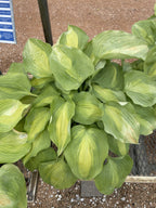 Hosta, Beyond Glory #1