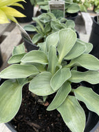Hosta, Blue Mouse Ears