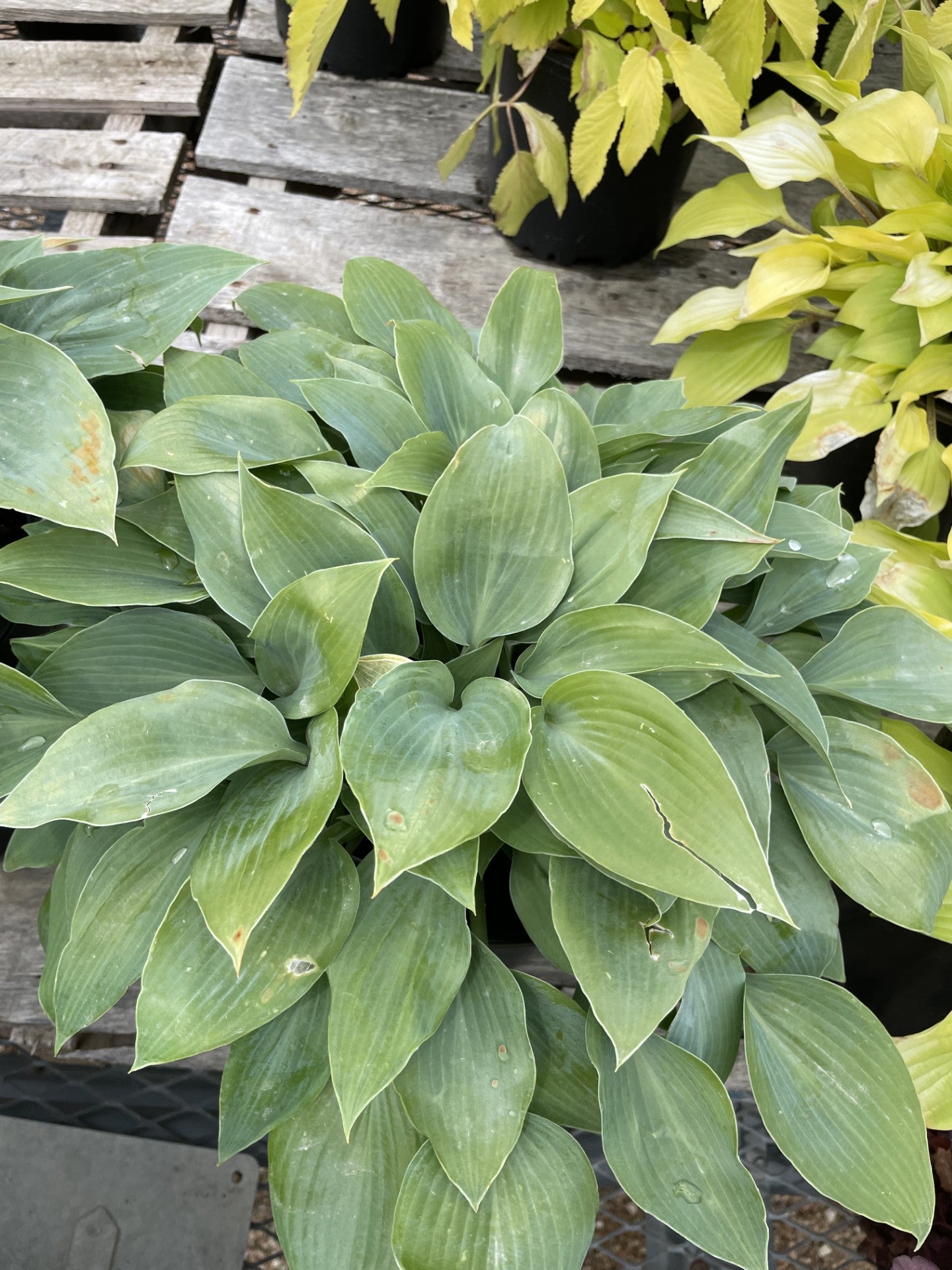 Hosta, Blue Cadet