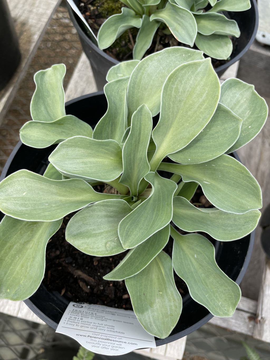 Hosta, Blue Mouse Ears
